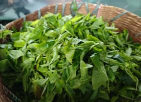 绿春县大水沟乡：古茶树变身“金叶子”， 绘就乡村振兴新画卷