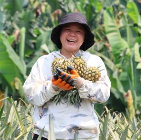 河口南溪：科技赋能菠萝采收，“黄金果”助力乡村振兴