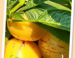 金平县铜厂乡人参果丰收，产业振兴结甜果