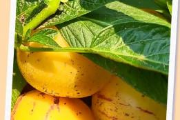 金平县铜厂乡人参果丰收，产业振兴结甜果