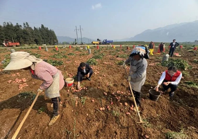 个旧“小洋芋”变“金蛋蛋”！