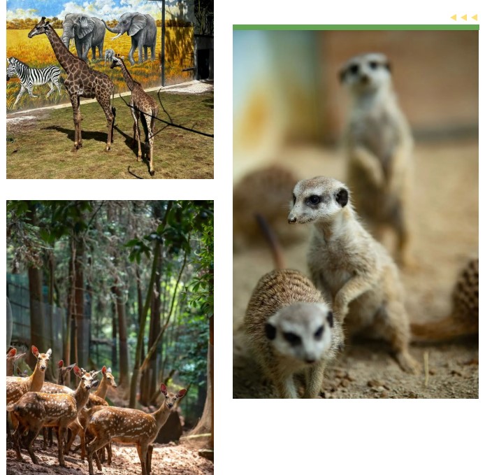 走，去个旧看小狮子！