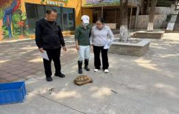 一只苏卡达陆龟的暖心救助接力