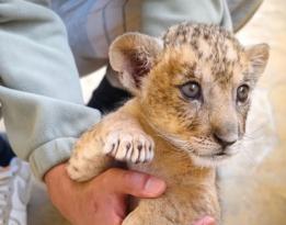 走，去个旧看小狮子！