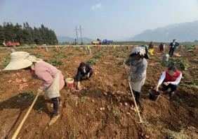 个旧“小洋芋”变“金蛋蛋”！
