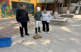 一只苏卡达陆龟的暖心救助接力