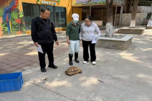 一只苏卡达陆龟的暖心救助接力