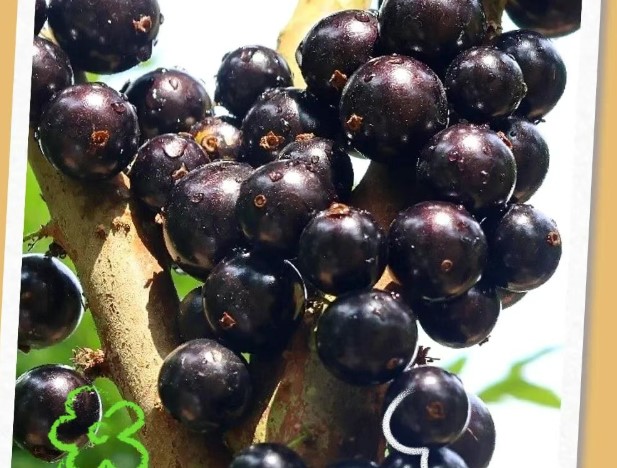 屏边的树葡萄，熟了！