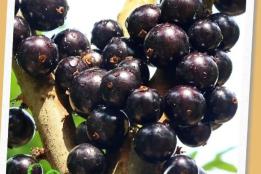 屏边的树葡萄，熟了！