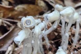 “幽灵之花”再现大围山