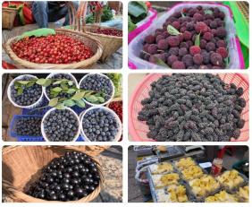 石屏时令水果上市，品种多价格亲民