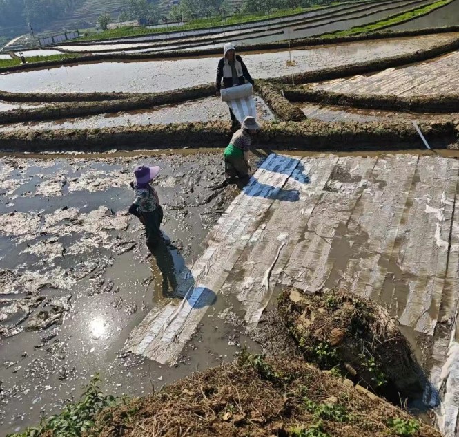 太神奇！元阳竟在纸上种稻