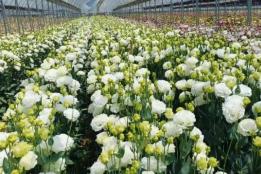 弥勒市太平街道：“花样”生金  蹚出乡村振兴“芬芳路”