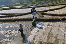 太神奇！元阳竟在纸上种稻