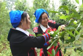 “茶”实不凡！高杆古树香飘深山，绿叶化作“增收叶”