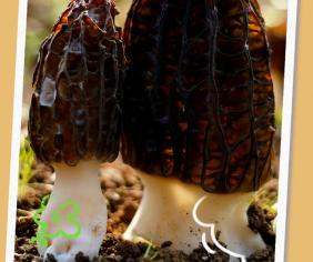 蒙自的“菌中之王”上市了