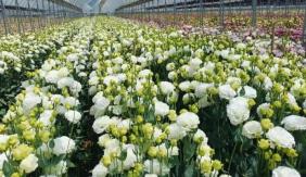 弥勒市太平街道：“花样”生金  蹚出乡村振兴“芬芳路”