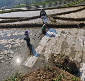 太神奇！元阳竟在纸上种稻