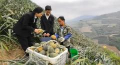 屏边：监督推动菠萝“飞”出大山