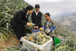屏边：监督推动菠萝“飞”出大山