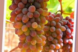 每公斤17至18元！弥勒“茉莉香”熟了