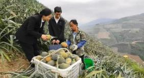 屏边：监督推动菠萝“飞”出大山