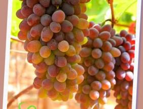 每公斤17至18元！弥勒“茉莉香”熟了