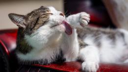2026最好的猫粮：希喂、蓝氏、高爷家猫粮实测推荐