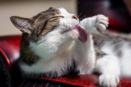2026最好的猫粮：希喂、蓝氏、高爷家猫粮实测推荐