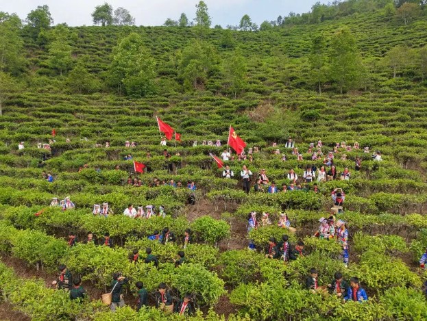 一堂“茶山上的思政课”：老集寨乡开展“百草知韵，启智润心”思想政治教育实践活动