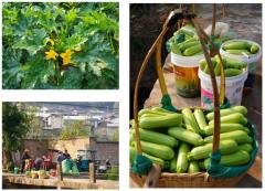 石屏龙朋镇：3800余亩西葫芦喜获丰收