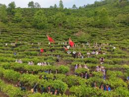一堂“茶山上的思政课”：老集寨乡开展“百草知韵，启智润心”思想政治教育实践活动
