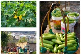 石屏龙朋镇：3800余亩西葫芦喜获丰收