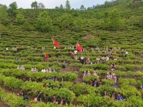 一堂“茶山上的思政课”：老集寨乡开展“百草知韵，启智润心”思想政治教育实践活动