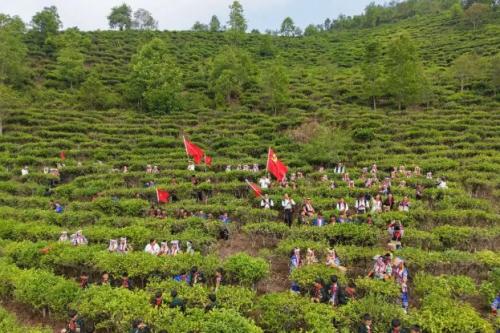 一堂“茶山上的思政课”：老集寨乡开展“百草知韵，启智润心”思想政治教育实践活动