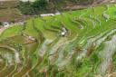 科技赋能 飞防助阵 绿春800亩示范水田迎来增产新动力