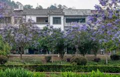 石屏坝心镇：藏在异龙湖畔的紫色秘境