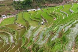 科技赋能 飞防助阵 绿春800亩示范水田迎来增产新动力