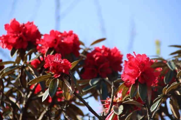 春日哨冲:麦浪与马缨花交织的梦幻之境 春日哨冲:麦浪与马缨花交织的梦幻之境
