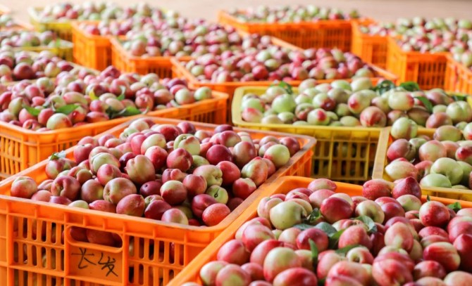 开远桃源村:千亩油桃成熟,开启“甜蜜”致富路 开远桃源村:千亩油桃成熟,开启“甜蜜”致富路