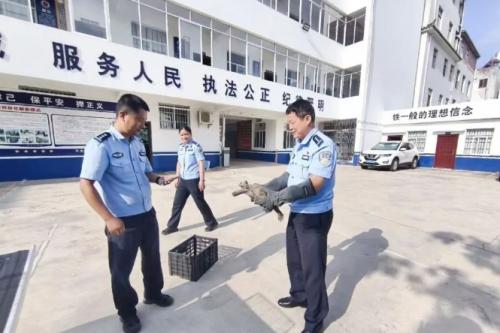 坝心派出所:警民接力救助国家一级保护动物凹甲陆龟