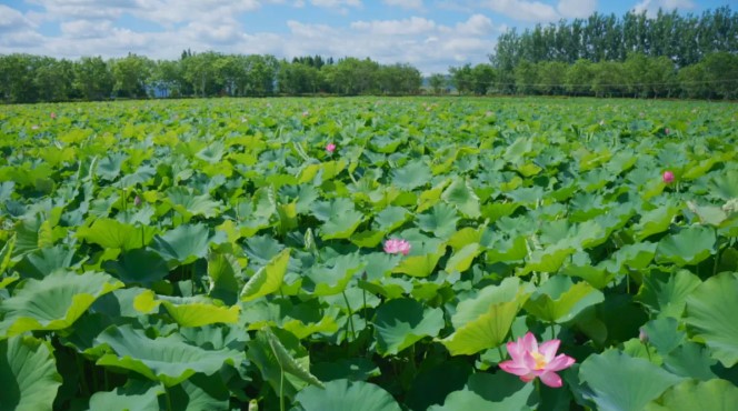 夏日限定!石屏异龙湖畔邂逅绝美荷花池 夏日限定!石屏异龙湖畔邂逅绝美荷花池