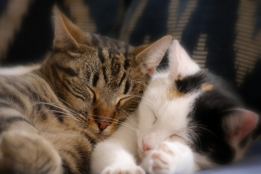 纠结猫粮那个好？618最适合新手囤货的十款热门猫粮实测！