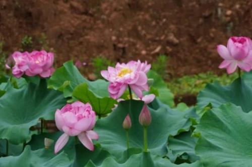 绿春乡野：六月粉荷，夏意温柔