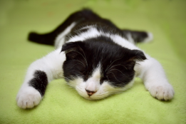 猫宁愿饿着也不吃猫粮要咋办？2026年这五款热门猫粮品牌全面测评