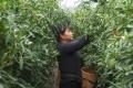 比人还高的辣椒！建水南庄镇大棚里种出“辣椒树”，亩产增加一吨