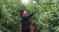 比人还高的辣椒！建水南庄镇大棚里种出“辣椒树”，亩产增加一吨