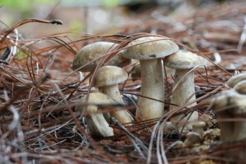 小菌子大产业！建水县甸尾巧做野生菌文章，探索“菌旅”融合新路