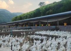 红河元阳：“小金鸭”唱响梯田致富歌