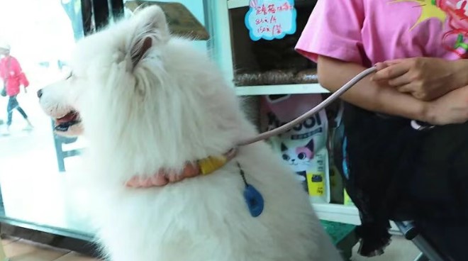 狗狗有了专属“身份证”！个旧开启智慧文明养犬新模式